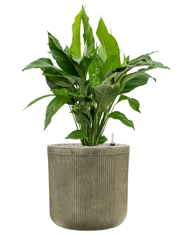 Spathiphyllum 'Sweet Lauretta' en Baq Vertical Rib