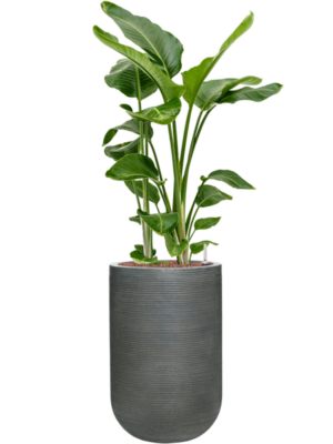 Strelitzia nicolai en Ridged Horizontally