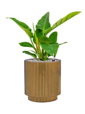 Philodendron `Imperial Green' en Capi Nature Groove