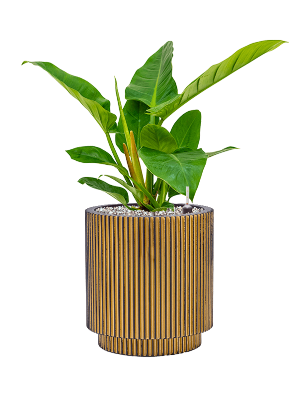 Philodendron `Imperial Green' en Capi Nature Groove