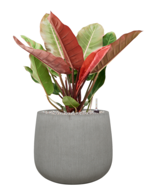 Philodendron 'Prince of Orange' en Ridged Vertically