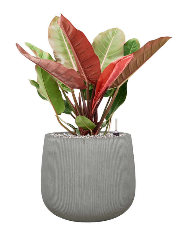 Philodendron 'Prince of Orange' en Ridged Vertically, Pottery Pots