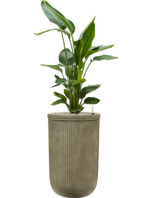 Strelitzia nicolai en Baq Vertical Rib