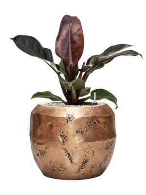 Philodendron `Imperial Red' en Baq Opus Raw
