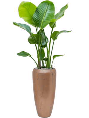 Strelitzia nicolai en Baq Opus Raw