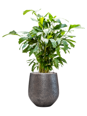 Caryota mitis en Baq Opus Hit