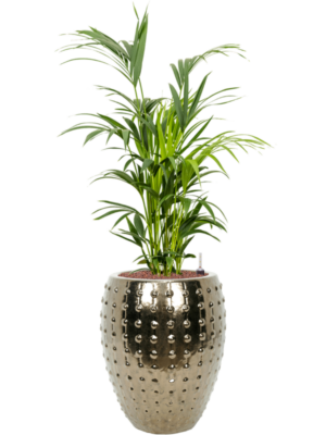 Kentia (Howea) forsteriana en Laos