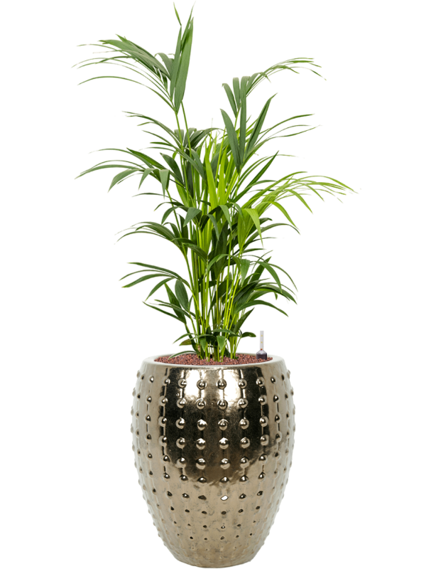Kentia (Howea) forsteriana en Laos, Private label