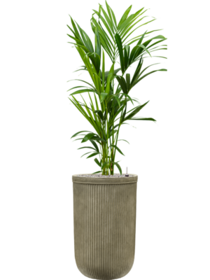 Kentia (Howea) forsteriana en Baq Vertical Rib