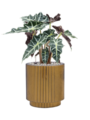 Alocasia 'Polly' en Capi Nature Groove