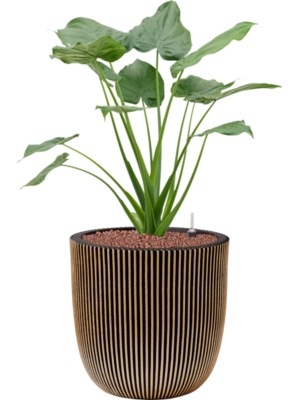 Alocasia cucullata en Capi Nature Groove NL