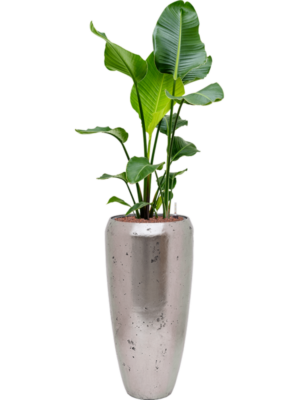 Strelitzia nicolai en Baq Opus Raw