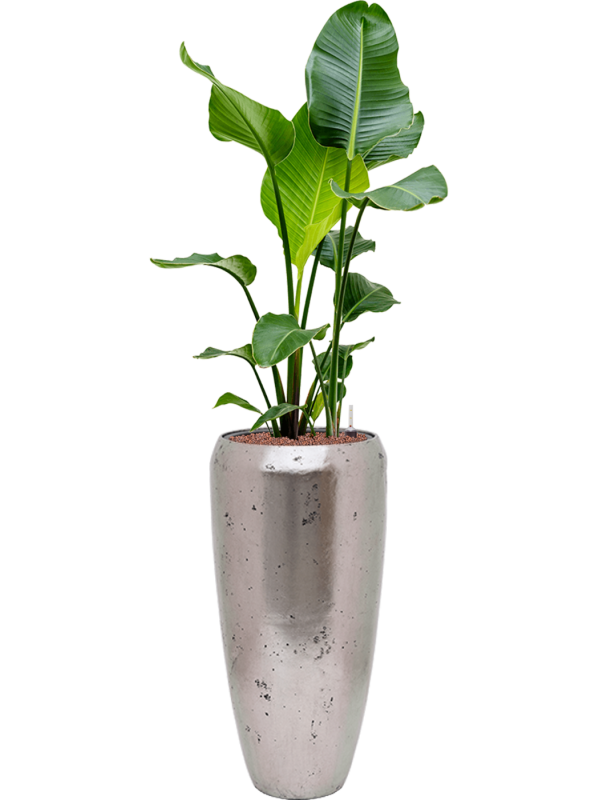 Strelitzia nicolai en Baq Opus Raw