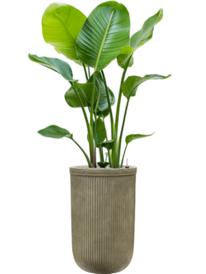Strelitzia nicolai en Baq Vertical Rib