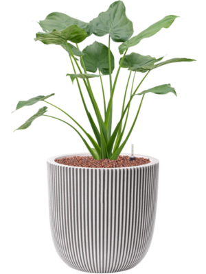 Alocasia cucullata en Capi Nature Groove NL