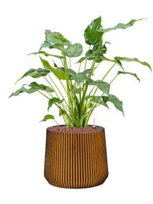 Alocasia cucullata en Capi Nature Groove