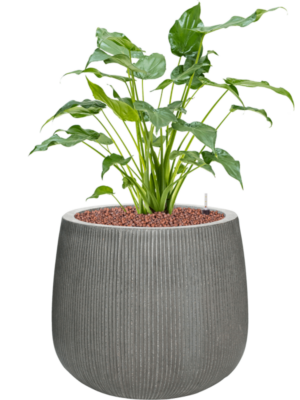 Alocasia cucullata en Ridged Vertically