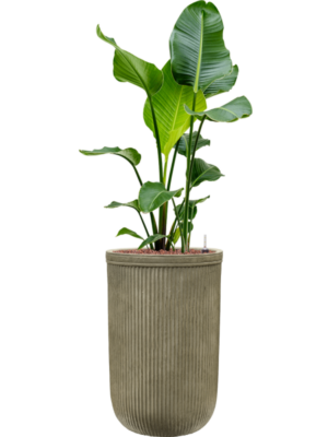 Strelitzia nicolai en Baq Vertical Rib