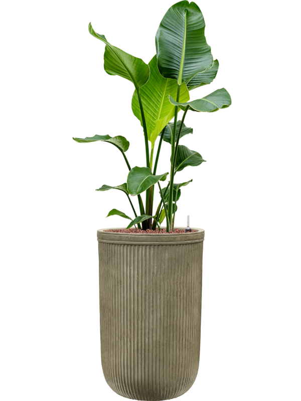 Strelitzia nicolai en Baq Vertical Rib