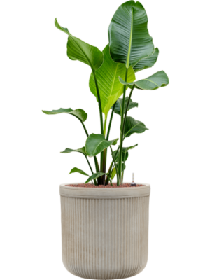 Strelitzia nicolai en Baq Vertical Rib