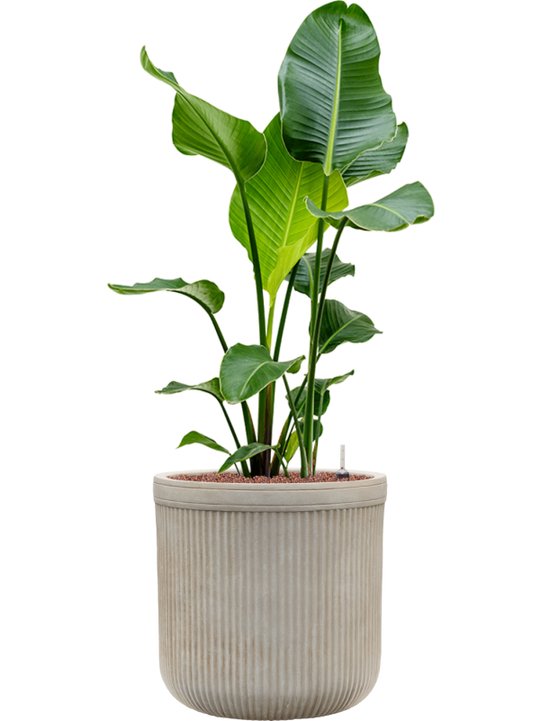 Strelitzia nicolai en Baq Vertical Rib