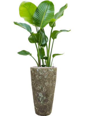 Strelitzia nicolai en Baq Lava