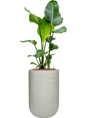 Strelitzia nicolai en Ridged Horizontally