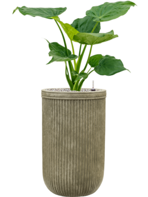 Alocasia cucullata en Baq Vertical Rib