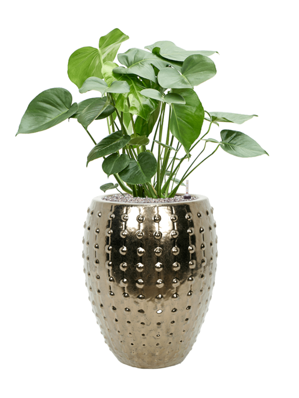 Monstera deliciosa en Laos, Private label