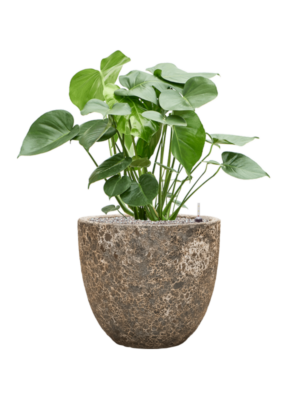 Monstera deliciosa en Baq Lava
