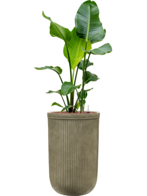 Strelitzia nicolai en Baq Vertical Rib