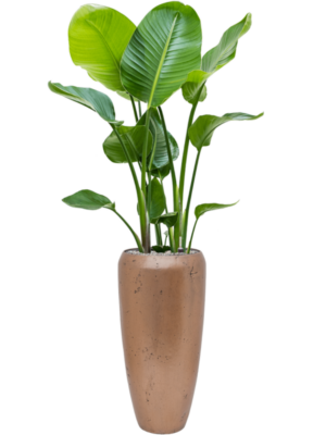 Strelitzia nicolai en Baq Opus Raw