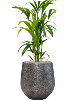 Kentia (Howea) forsteriana en Baq Opus Hit