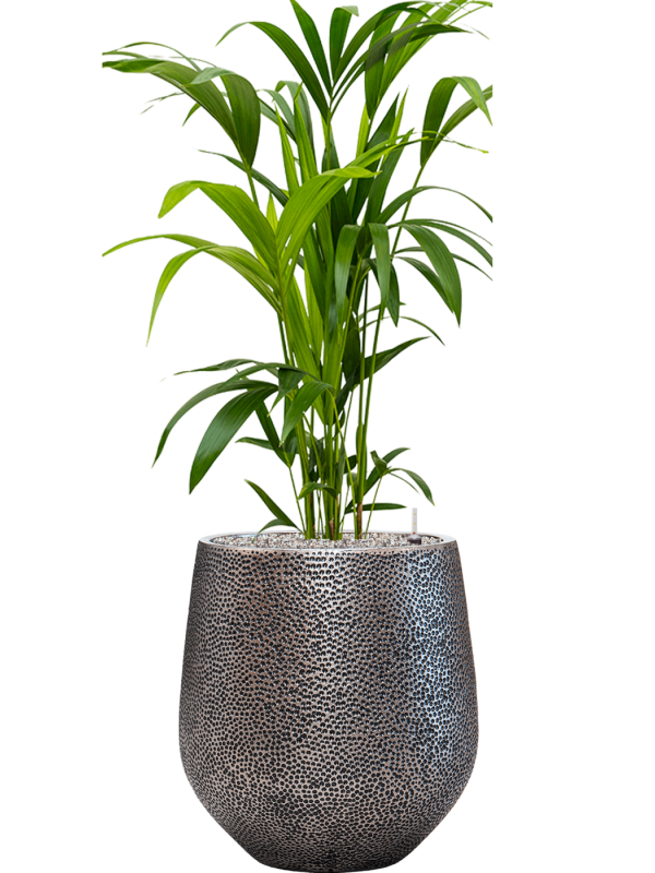 Kentia (Howea) forsteriana en Baq Opus Hit