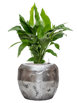 Spathiphyllum 'Sweet Lauretta' en Baq Opus Raw