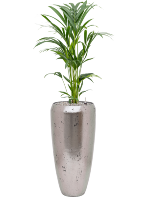 Kentia (Howea) forsteriana en Baq Opus Raw