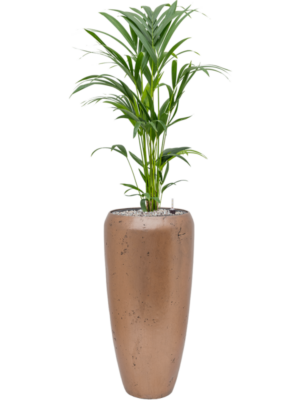 Kentia (Howea) forsteriana en Baq Opus Raw