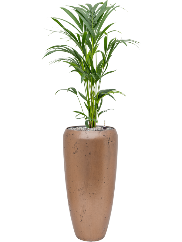 Kentia (Howea) forsteriana en Baq Opus Raw