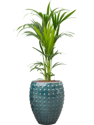 Kentia (Howea) forsteriana en Laos