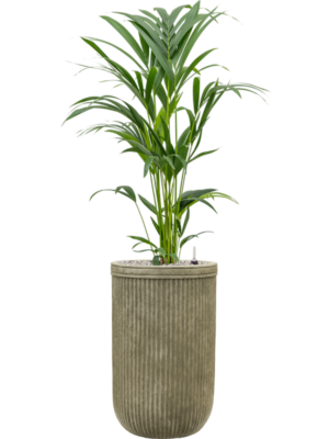 Kentia (Howea) forsteriana en Baq Vertical Rib
