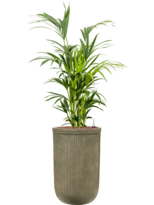 Kentia (Howea) forsteriana en Baq Vertical Rib