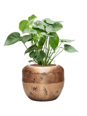 Monstera deliciosa en Baq Opus Raw