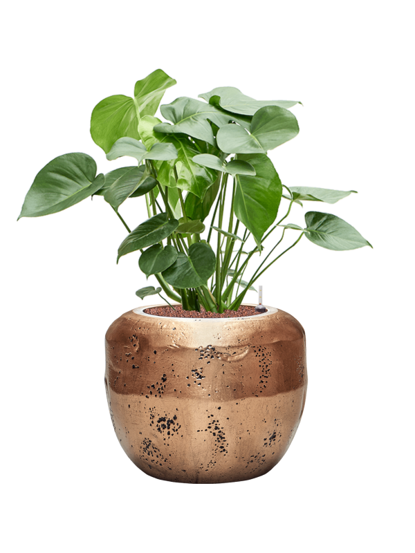 Monstera deliciosa en Baq Opus Raw