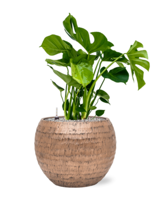 Monstera deliciosa en Baq Opus Hammered