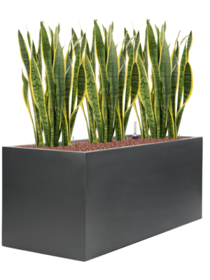 Sansevieria trifasciata 'Laurentii' en Stretto