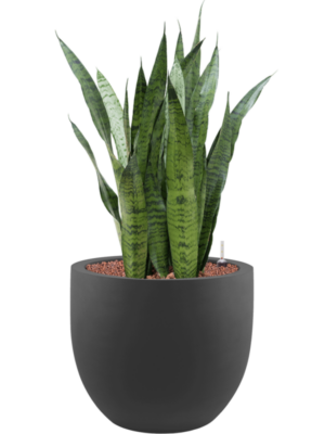 Sansevieria zeylanica en Stretto