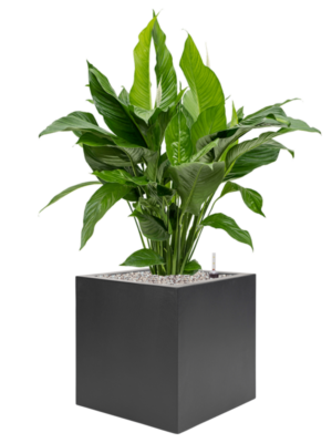 Spathiphyllum 'Sweet Lauretta' en Stretto