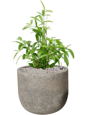 Dracaena surculosa en Cement