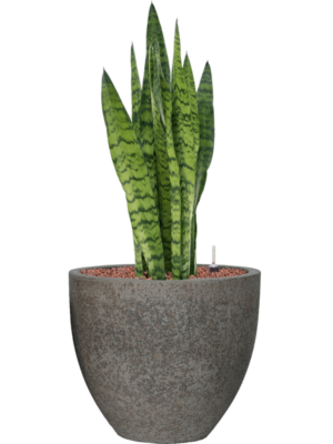 Sansevieria zeylanica en Cement