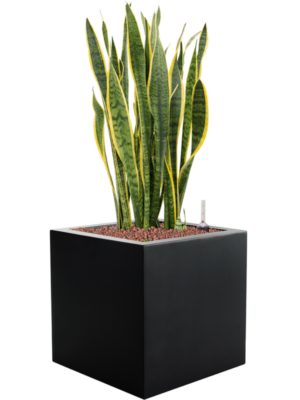 Sansevieria trifasciata 'Laurentii' en Argento